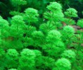 Limnophila sessiliflora